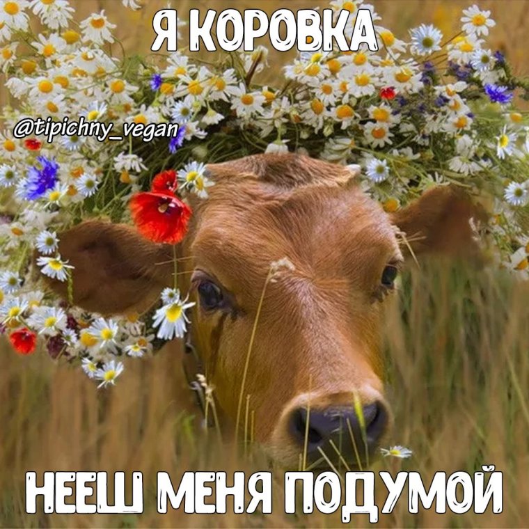 Корова с венком на голове