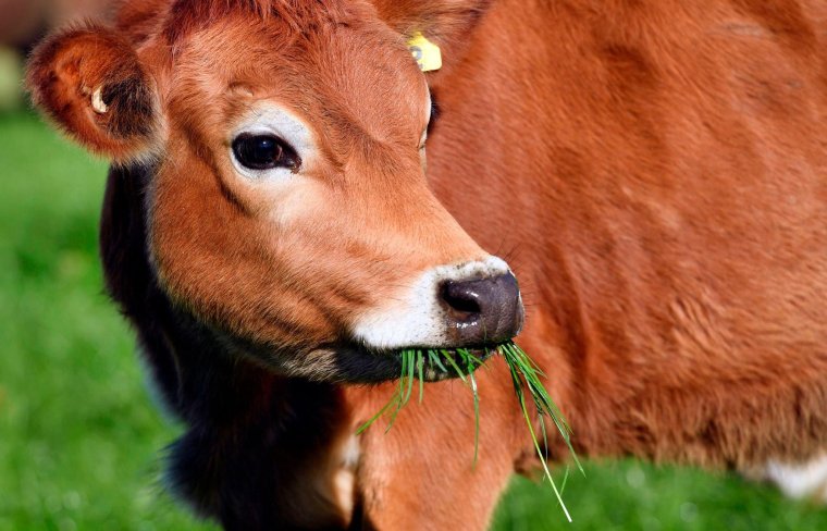 Глаза теленка