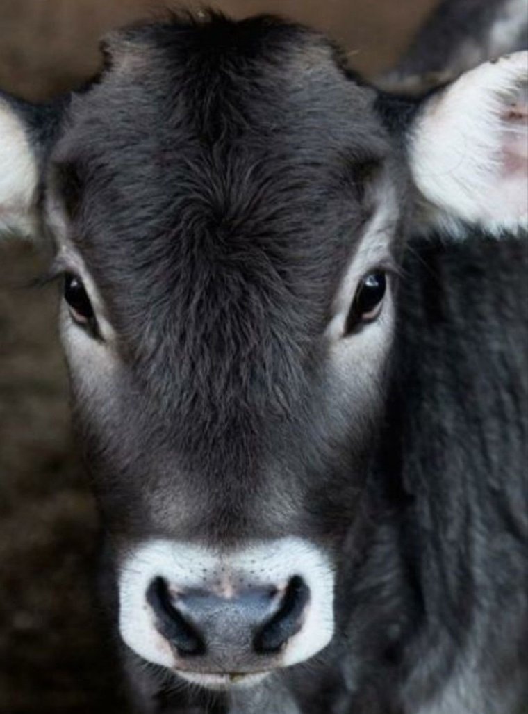 Ресницы коровы