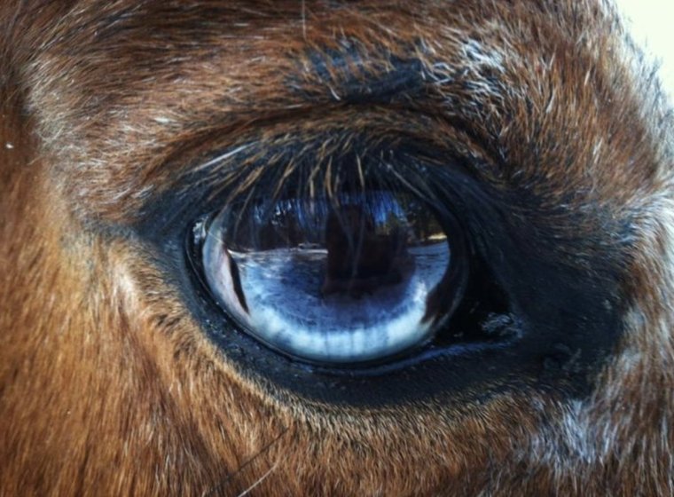 Глаз лошади