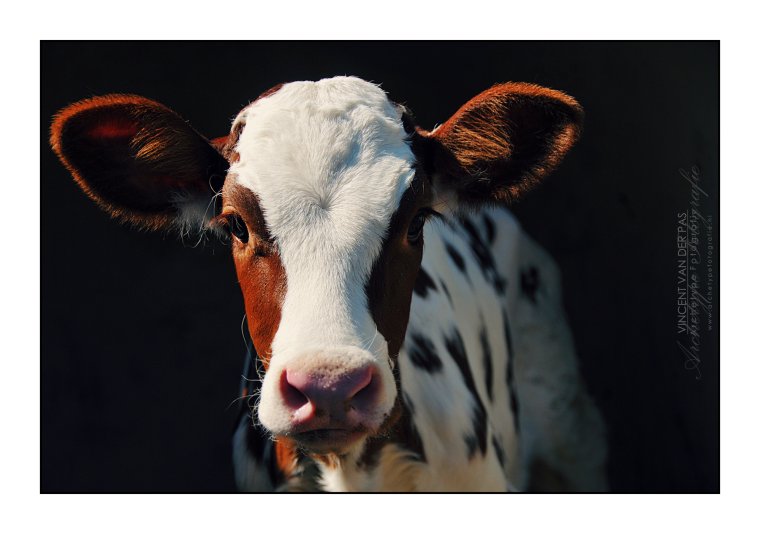 Красивая морда коровы