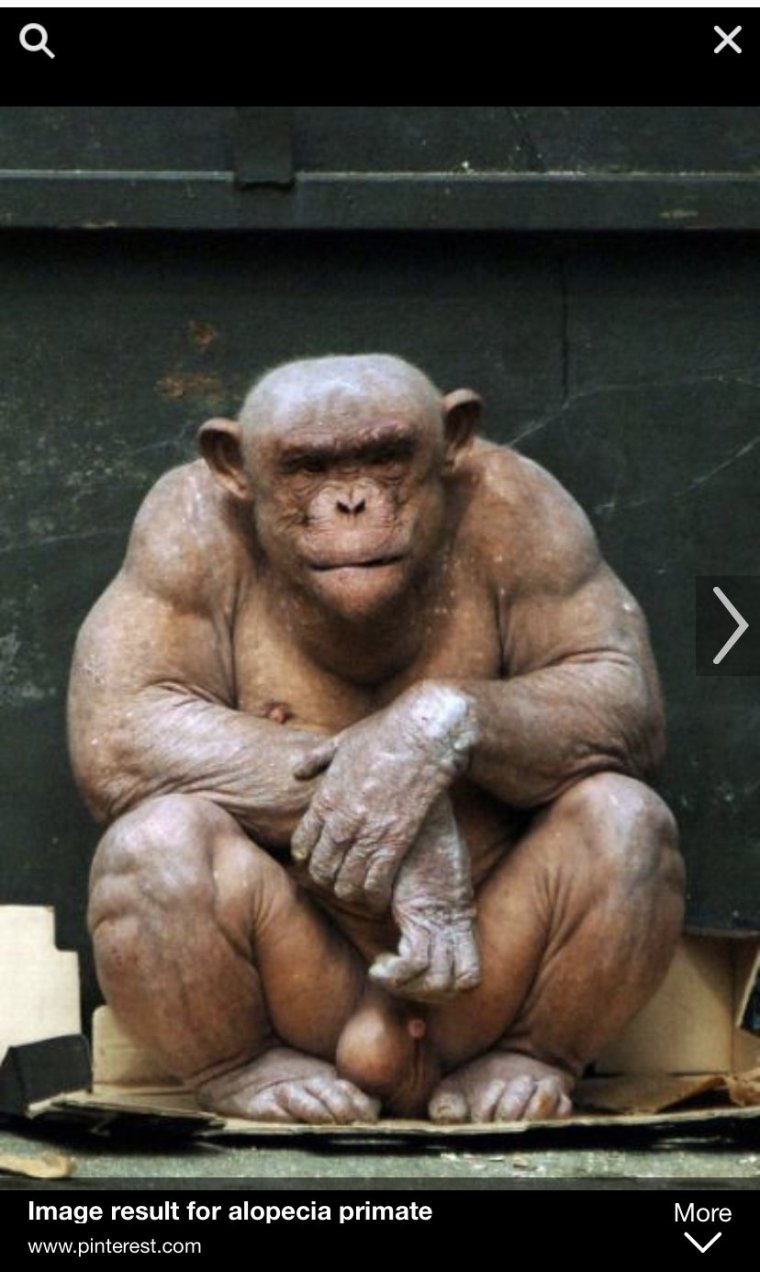 Глад ВАЛАКАС шимпанзе