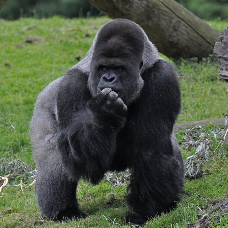 Горная горилла