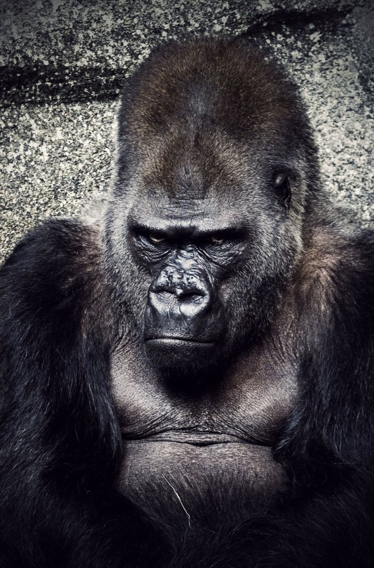 Горилла злится