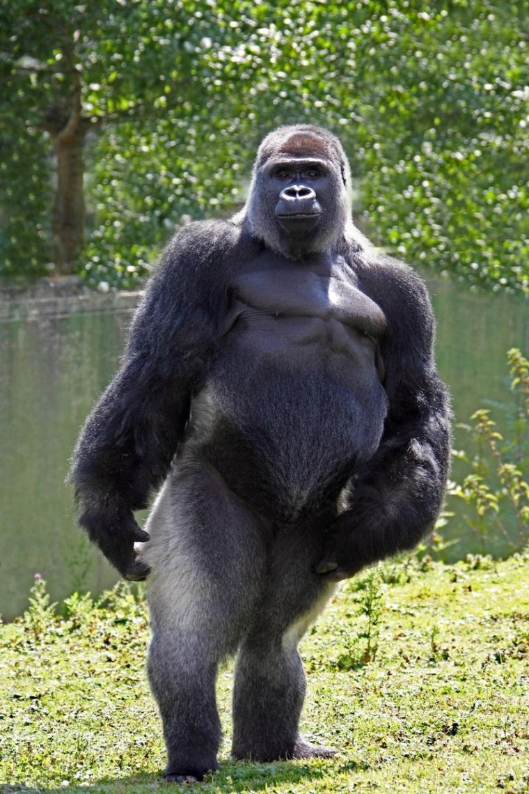 Горилла, самец