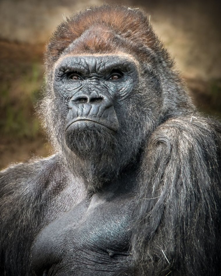 Обезьяна кривляется