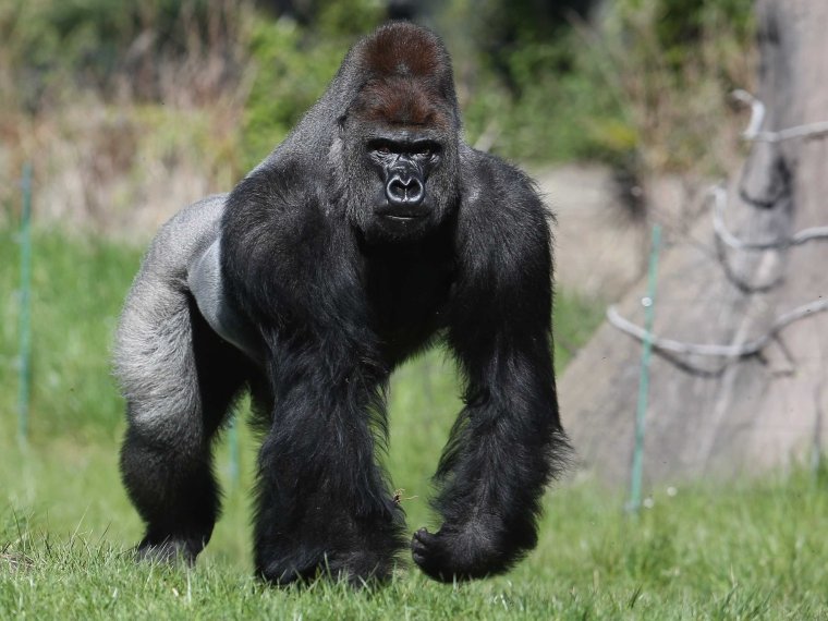 Обезьяна горилла
