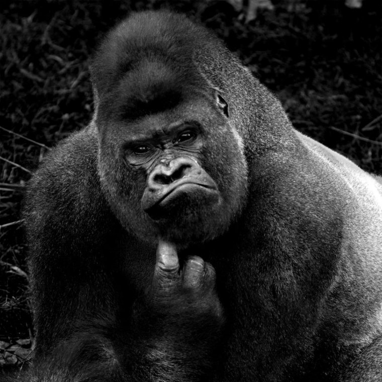 Агрессивная горилла
