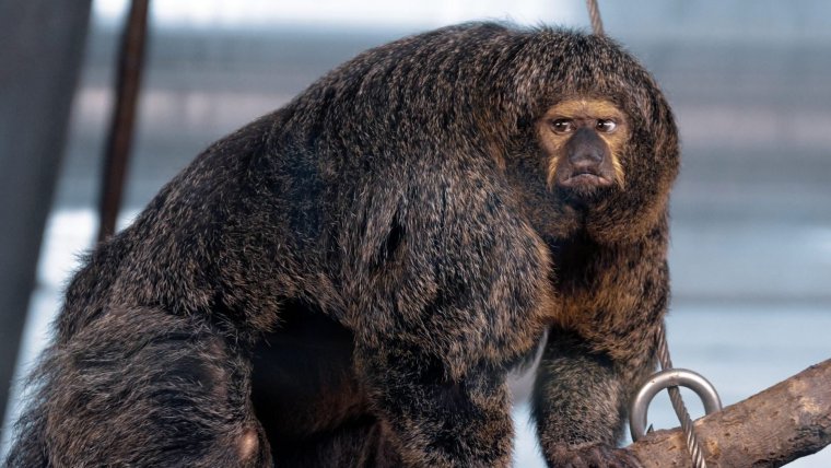 Гигантская обезьяна
