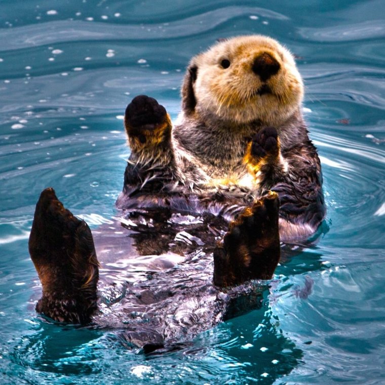 Морской Бобр калан