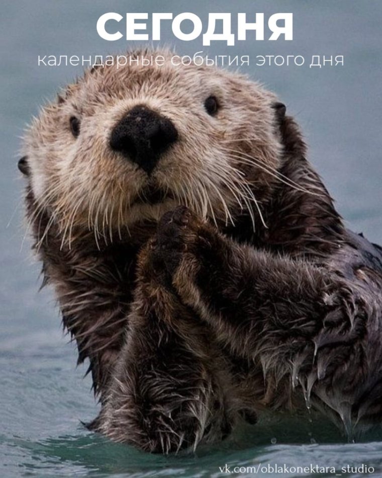 Морской Бобр калан