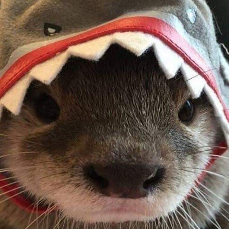 Хорек в шапке