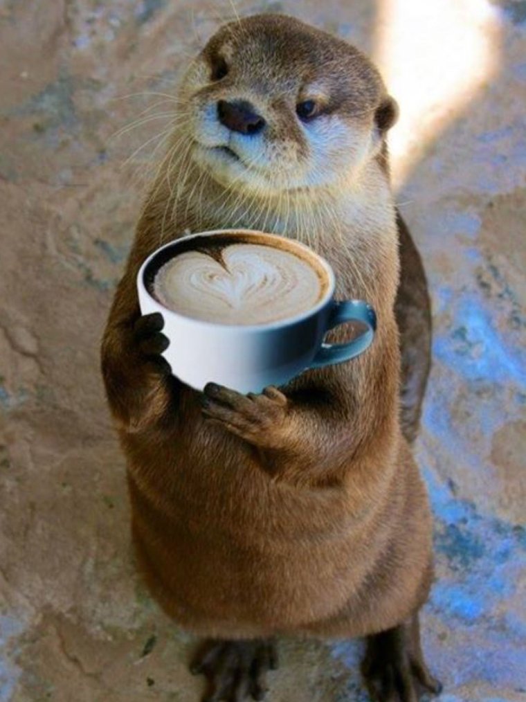 Утренняя выдра