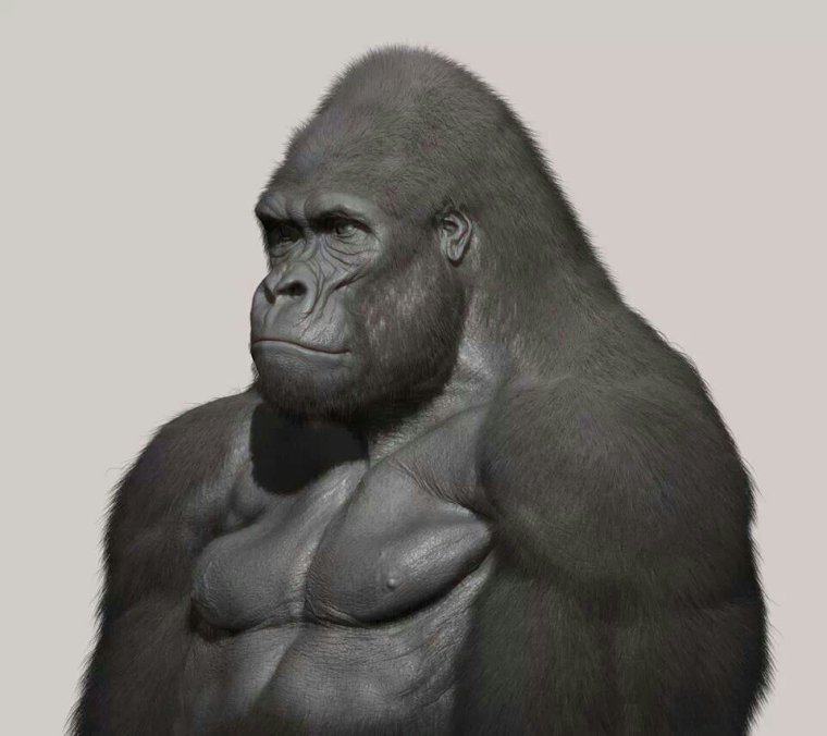 Горилла мышцы