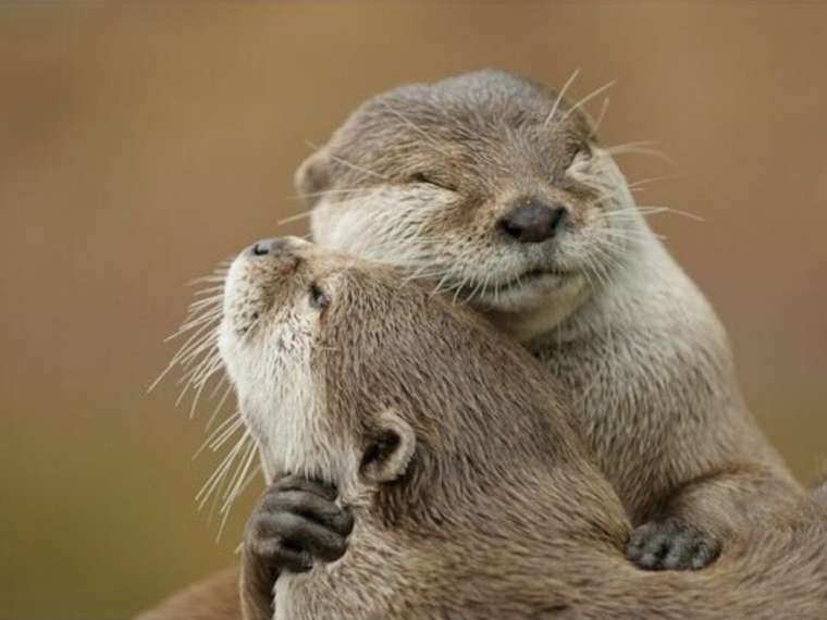 Звери обнимаются