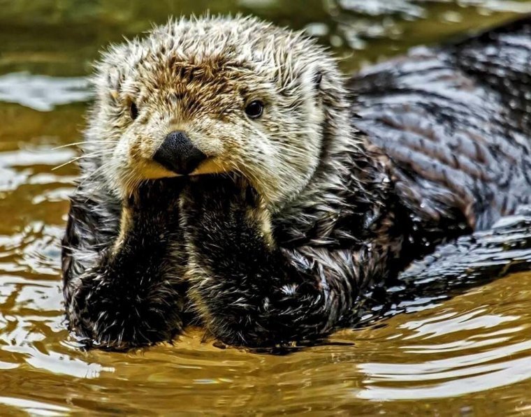 Морской Бобр калан