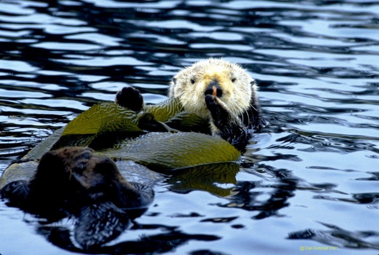 Выдра в водорослях