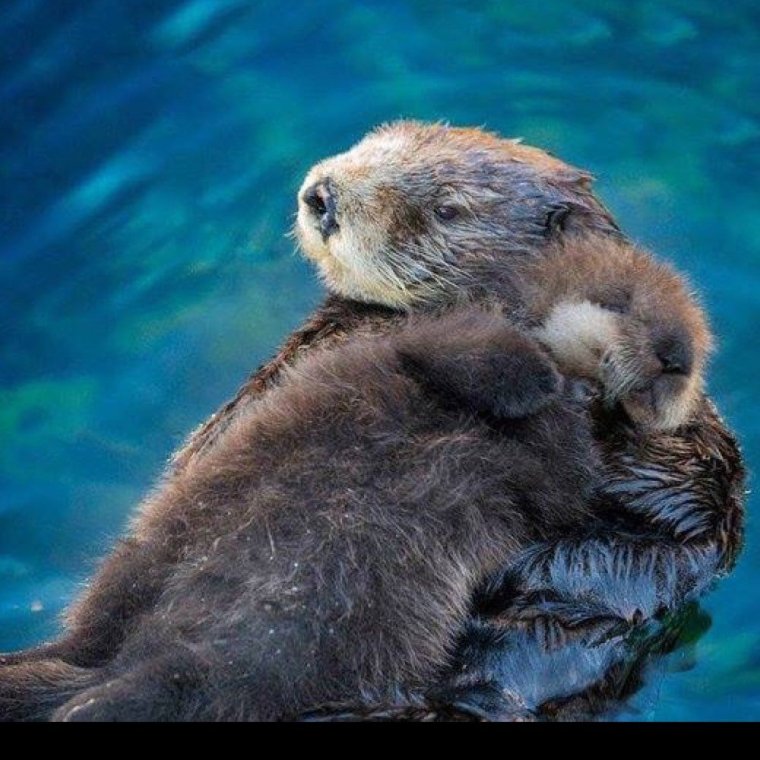 Морская выдра с детенышем