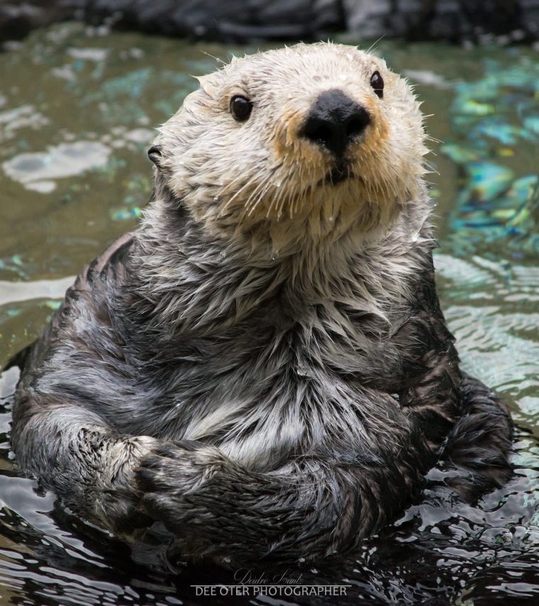 Калан кумир