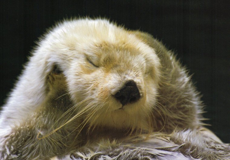 Морская выдра калан милый