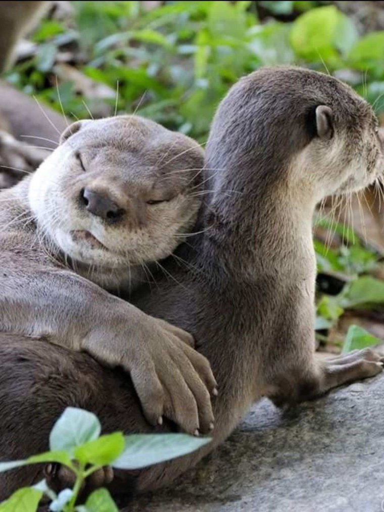 Выдра с детенышем