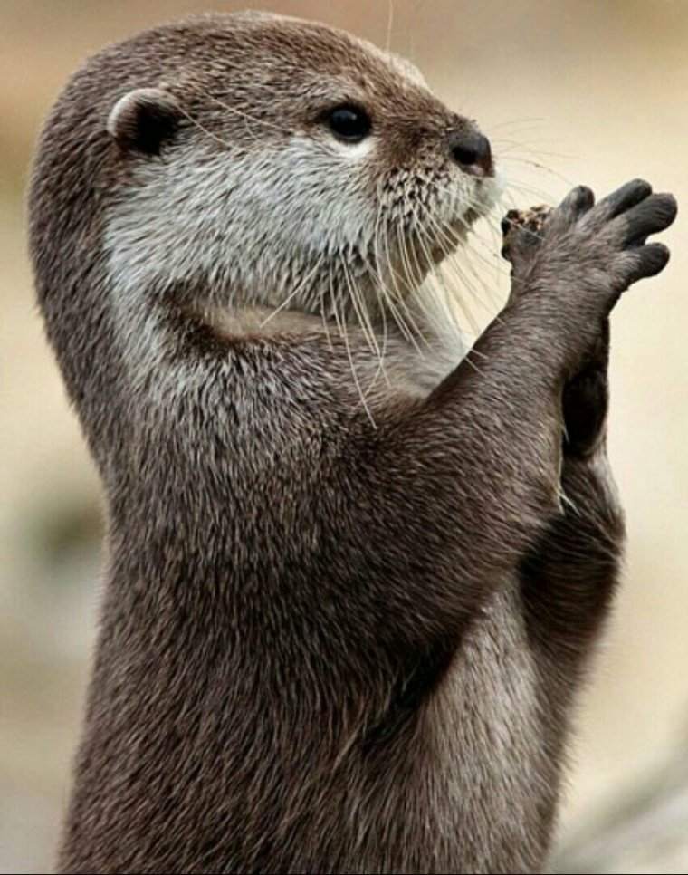 Азиатская бескоготная выдра