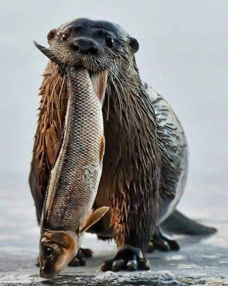 Бобер ест рыбу