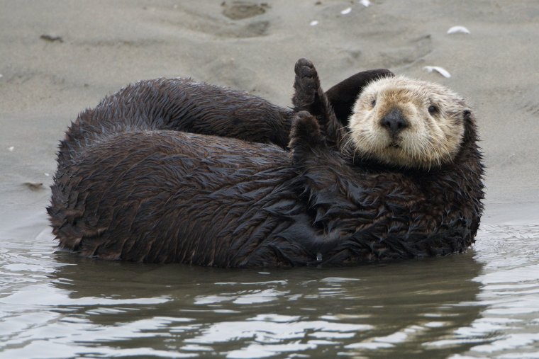 Калан Бишкеке
