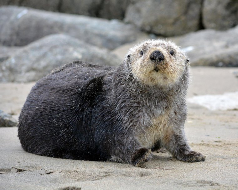 Морская выдра калан