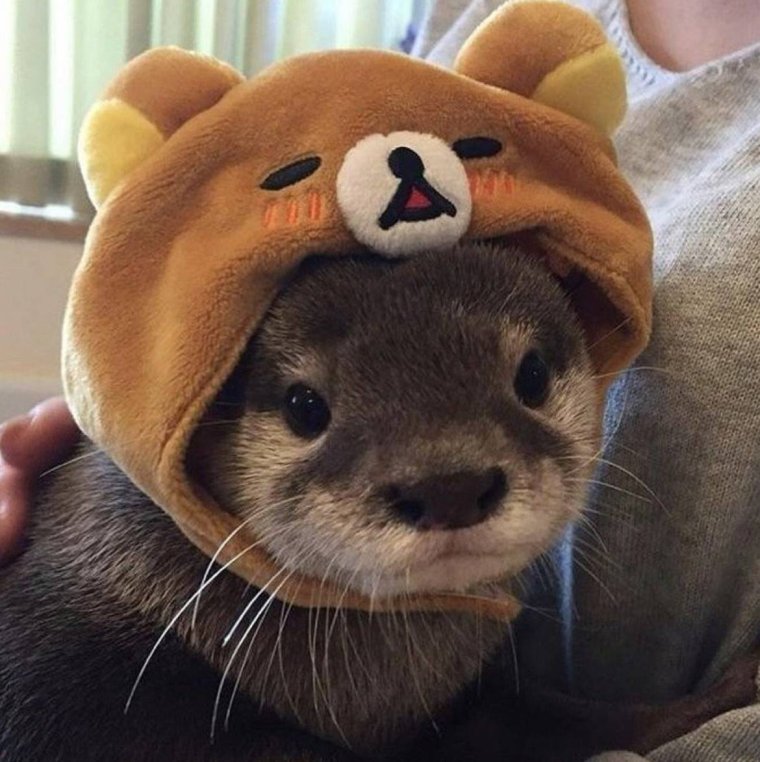 Выдра Эстетика