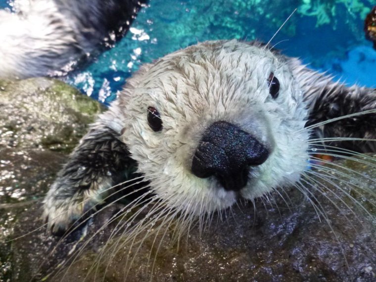 Смешная морская выдра