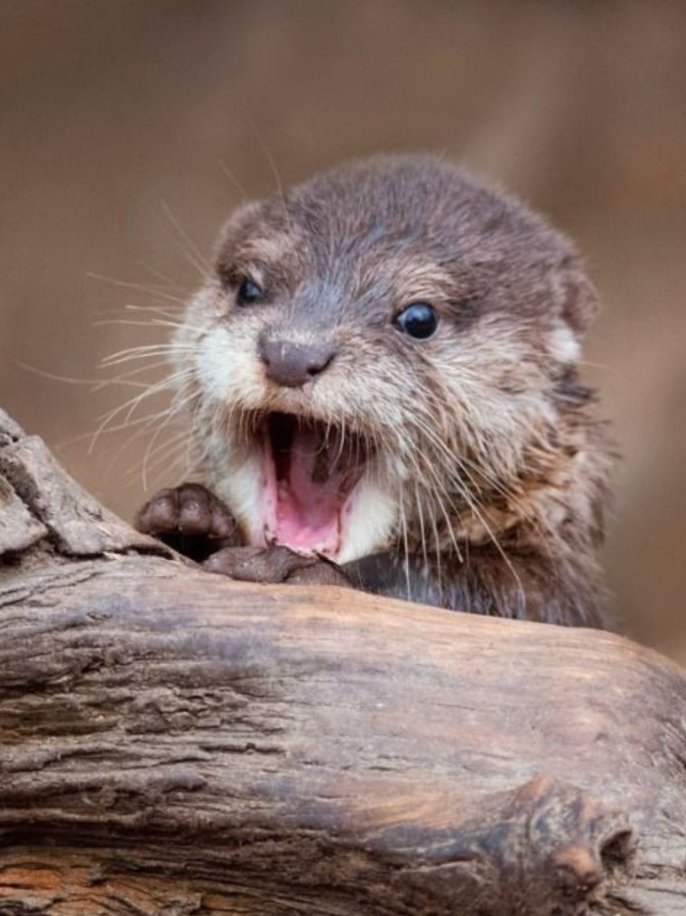 Выдра Речная детеныш