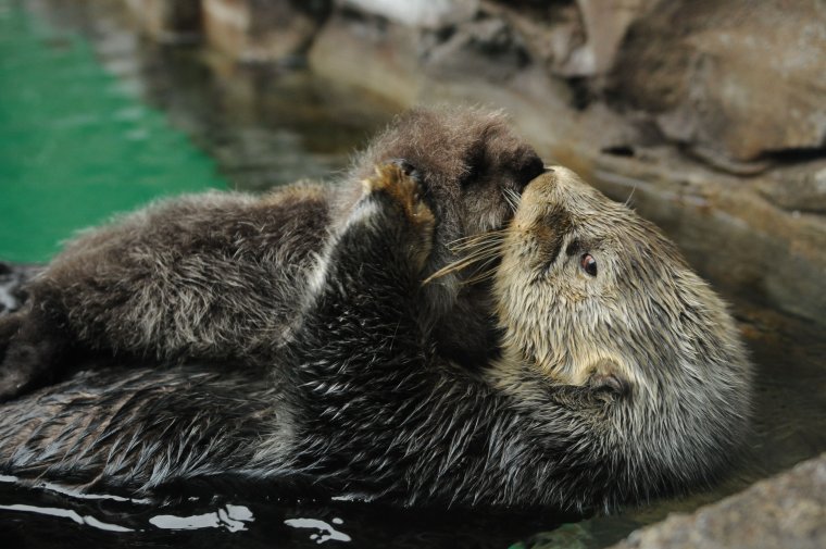 Калан Бишкеке
