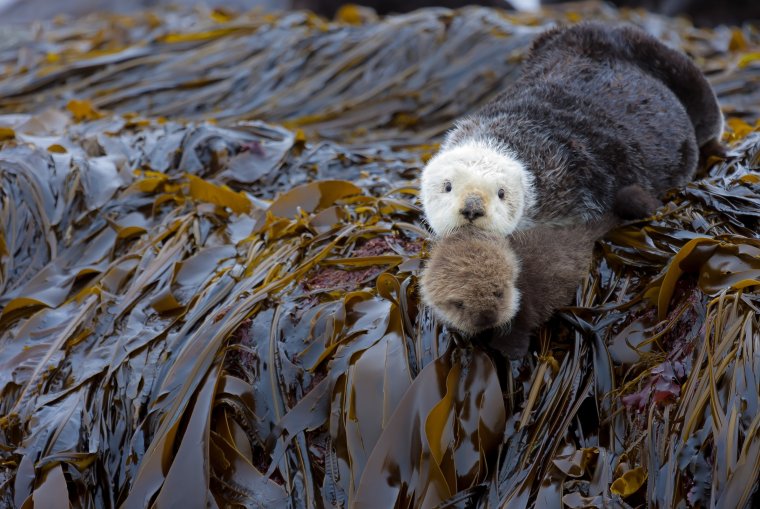 Командорские острова каланы