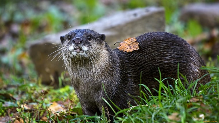 Выдра ондатра нутрия