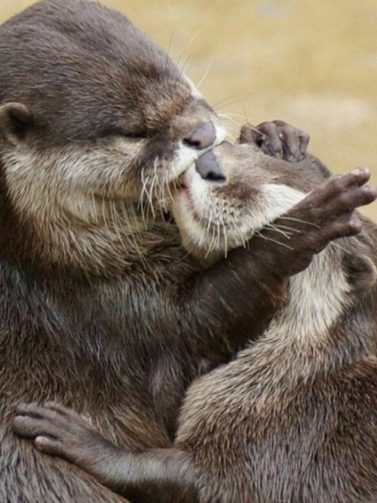 Влюбленные выдры