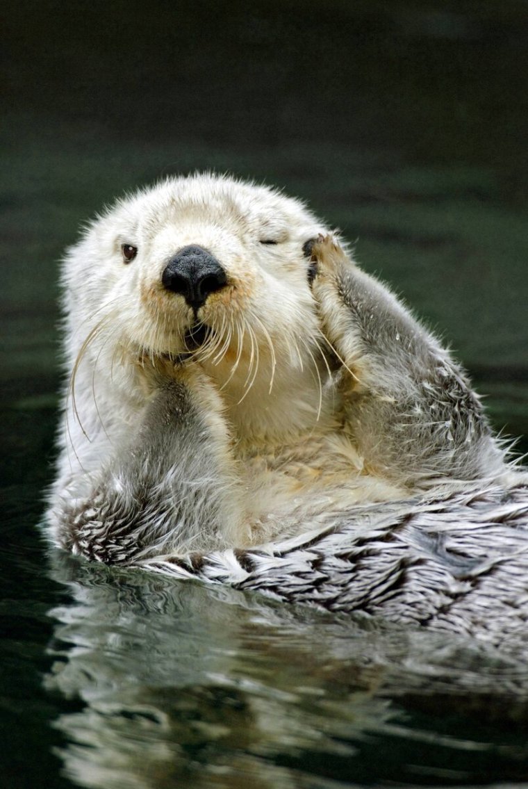 Морской Бобр калан