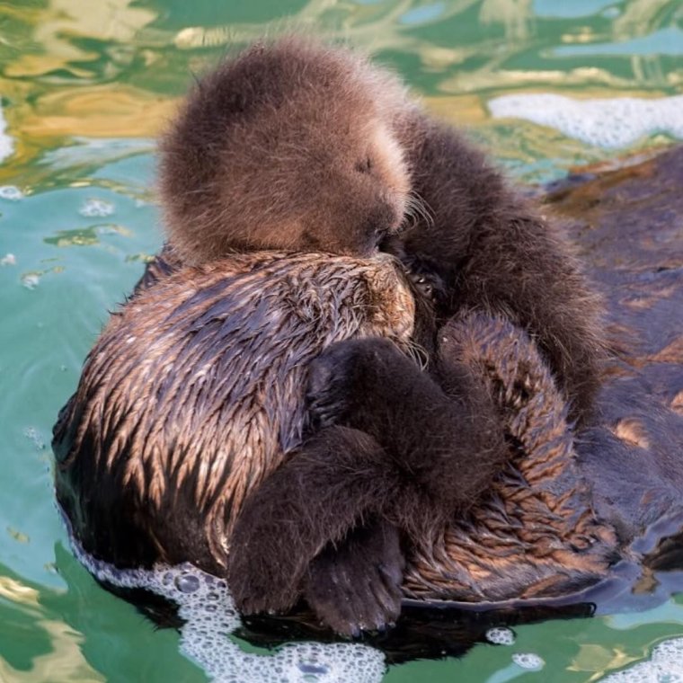 Выдры только родились