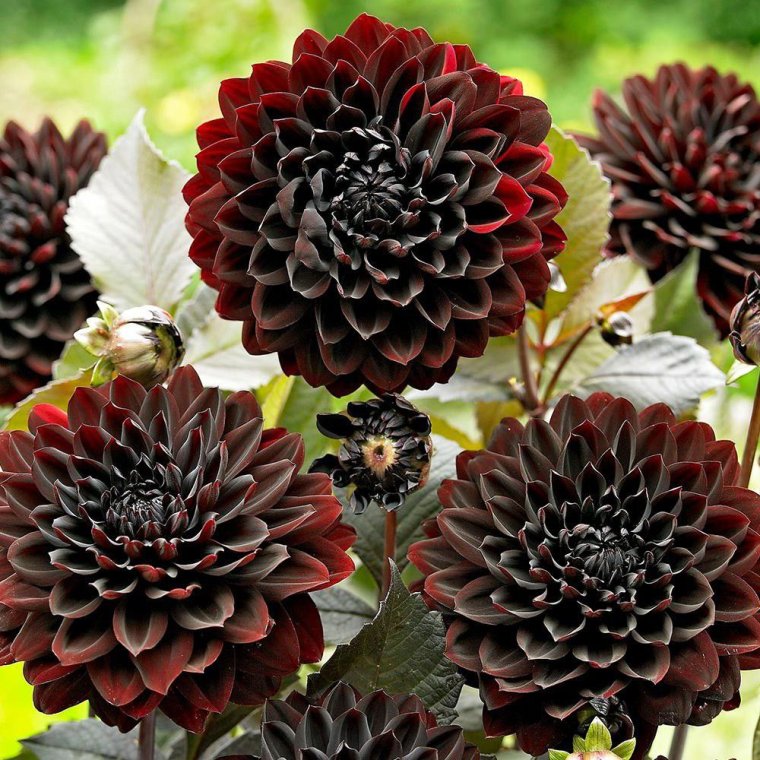 Георгин Блэк тач