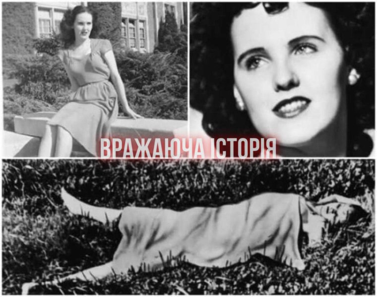 Чёрный георгин Элизабет Шортс