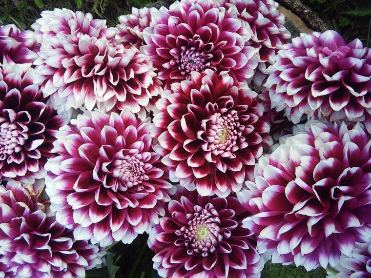 Георгина Edinburgh