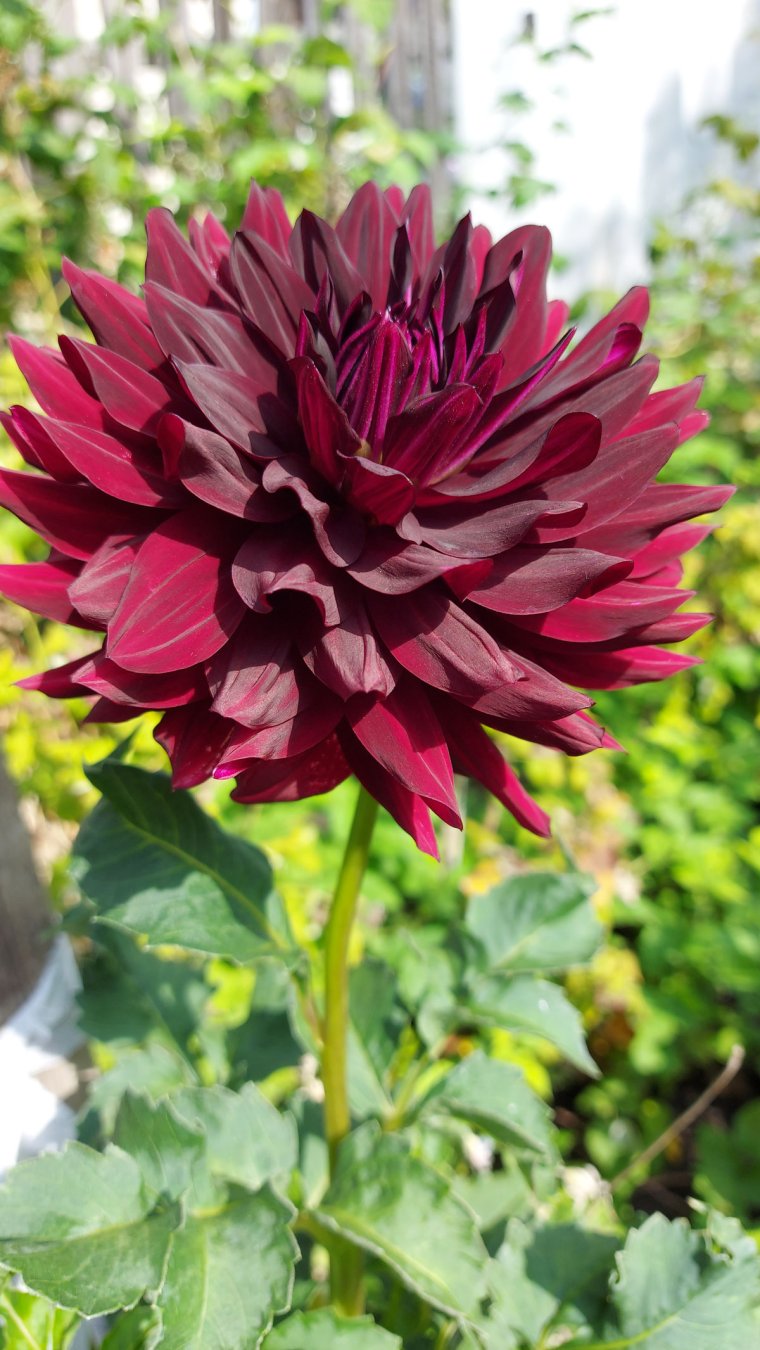 Георгин Холлихилл Блэк Бьюти