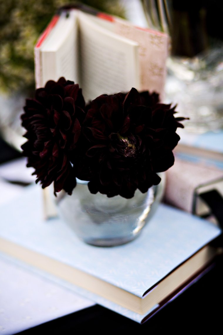 Черные георгины