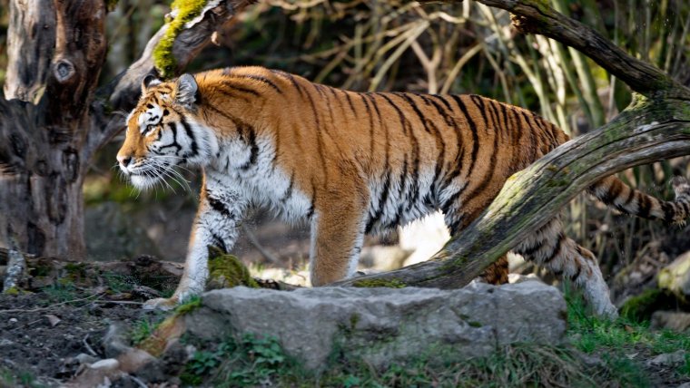 Амурский тигр в Китае