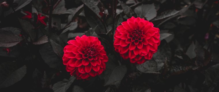 Темнолистный георгин