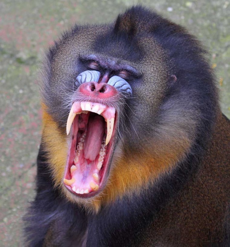 Бабуин Мандрил