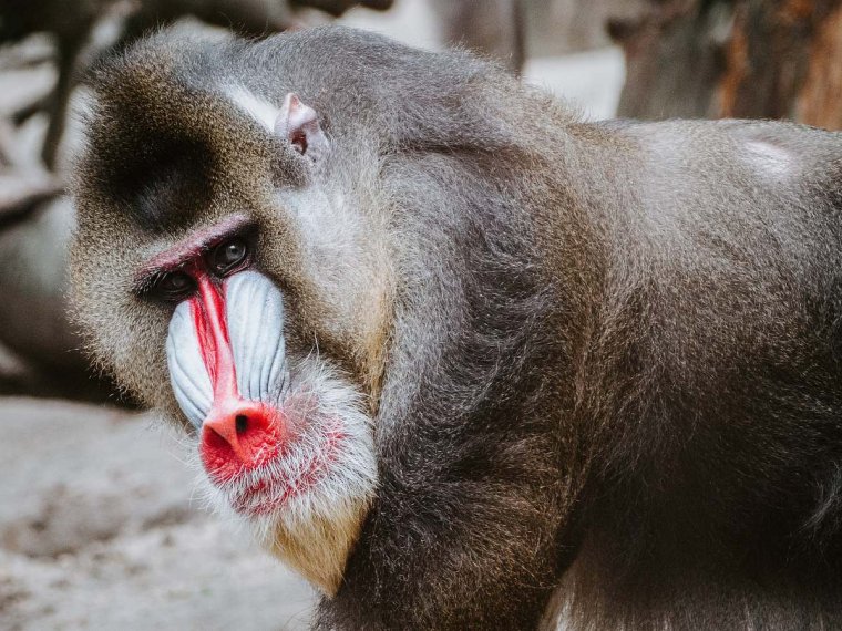 Бабуин самец