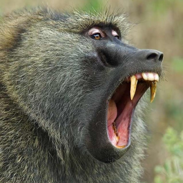Павиан Анубис злой