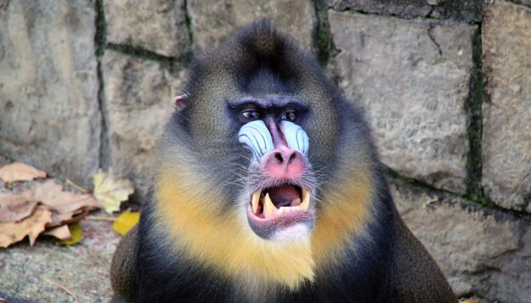 Бабуин Мандрил