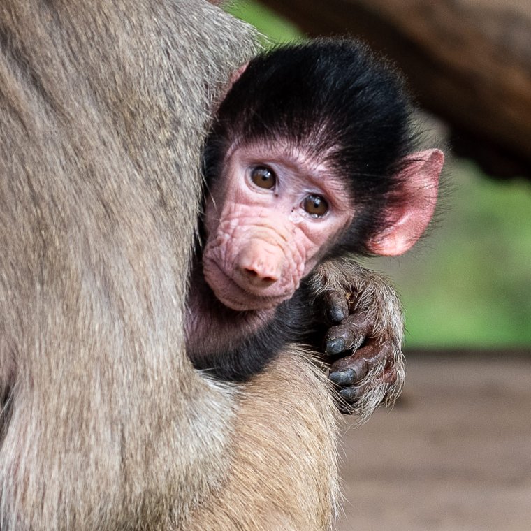 Гамадрил детеныш